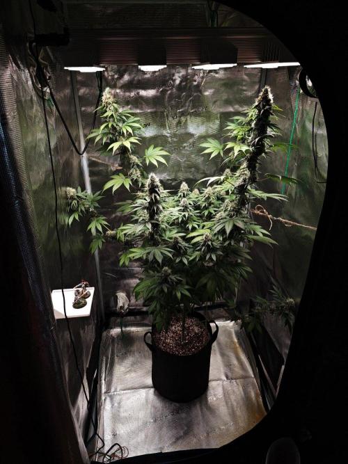 Laughing Buddha - Barney's Farm. Week 11