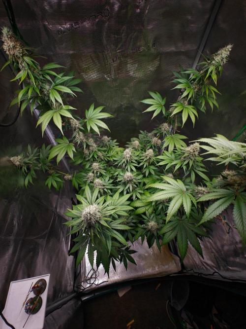 Laughing Buddha - Barney's Farm. Week 11