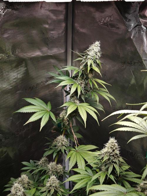 Laughing Buddha - Barney's Farm. Week 11