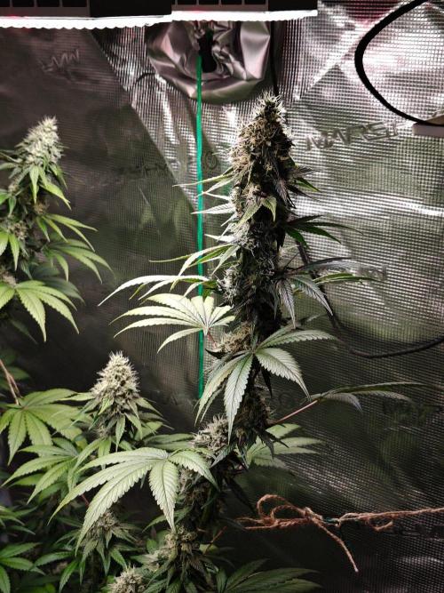 Laughing Buddha - Barney's Farm. Week 11