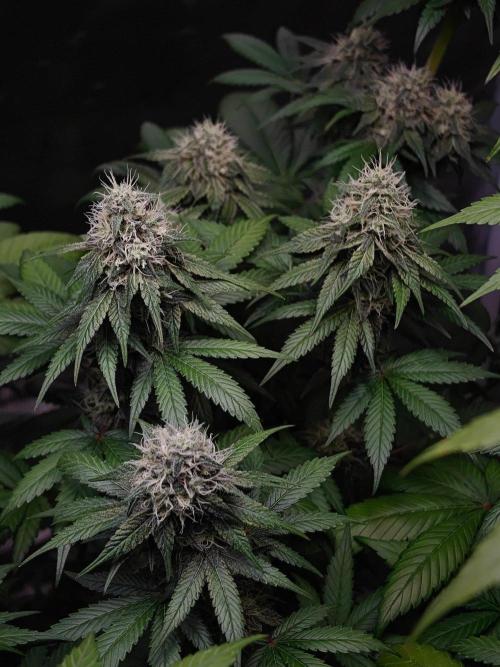 Laughing Buddha. Week 11