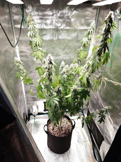 Laughing Buddha - Barney's Farm. Week 11 - 2 days ago