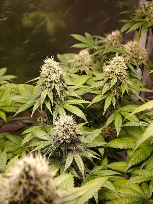 Laughing Buddha - Barney's Farm. Week 12