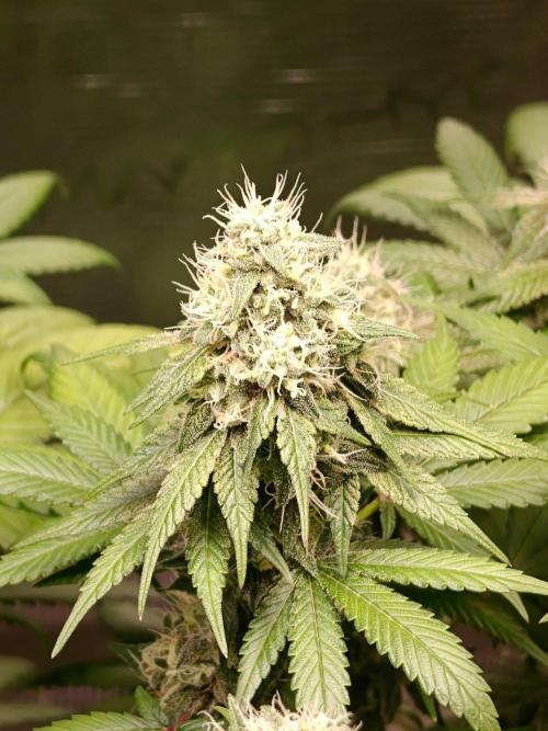 Laughing Buddha - Barney's Farm. Week 12