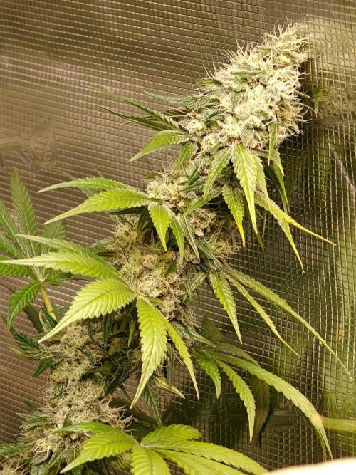 Laughing Buddha - Barney's Farm. Week 12