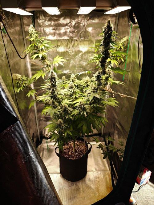 Laughing Buddha - Barney's Farm. Week 12