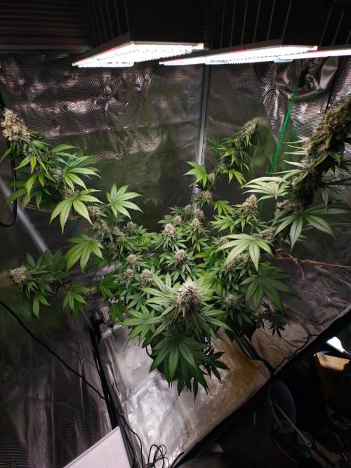 Laughing Buddha - Barney's Farm. Week 12