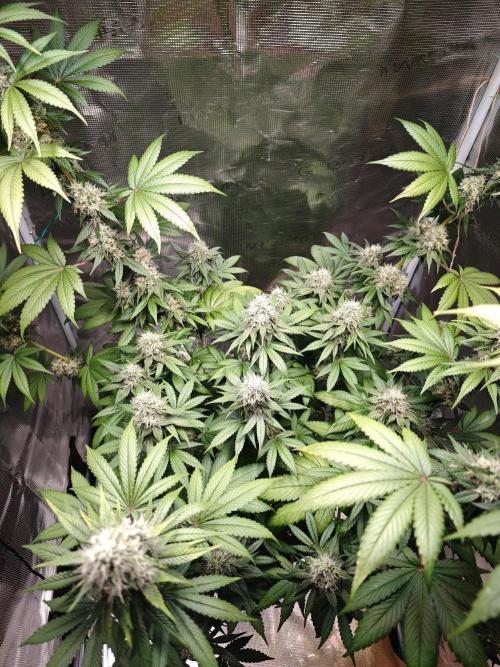 Laughing Buddha - Barney's Farm. Week 12