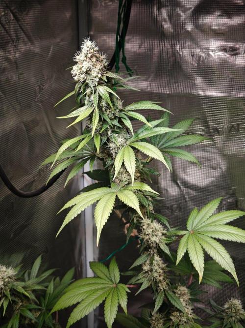 Laughing Buddha - Barney's Farm. Week 12