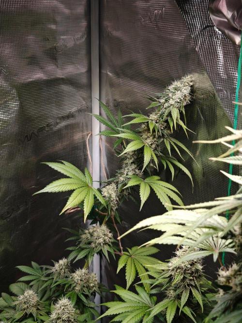 Laughing Buddha - Barney's Farm. Week 12