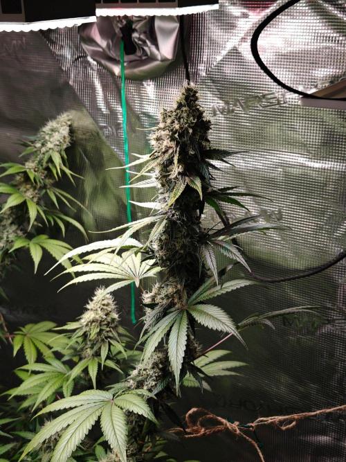 Laughing Buddha - Barney's Farm. Week 12