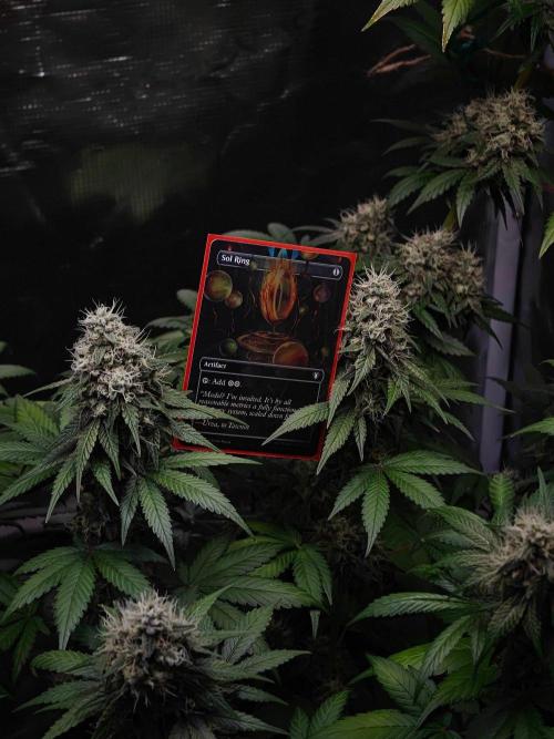 Laughing Buddha - Barney's Farm. Week 12