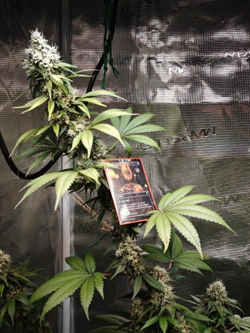 Laughing Buddha - Barney's Farm. Week 12
