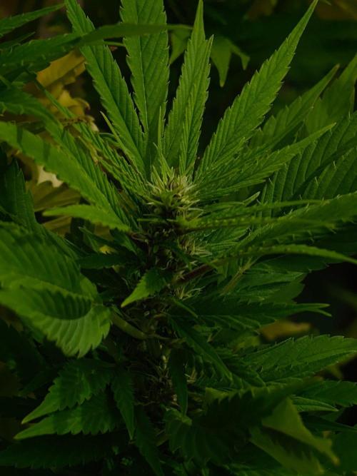 Zamnesia - Permanent Marker - outdoor. Week 27