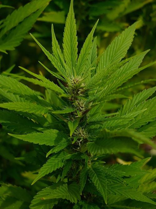 Zamnesia - Permanent Marker - outdoor. Week 27