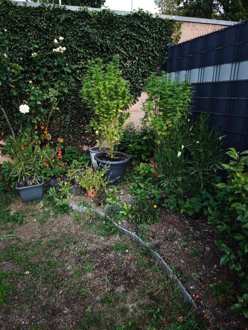 Zamnesia - Permanent Marker - outdoor. Week 27