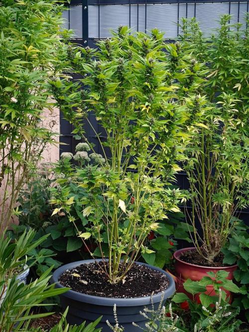 Zamnesia - Permanent Marker - outdoor. Week 27