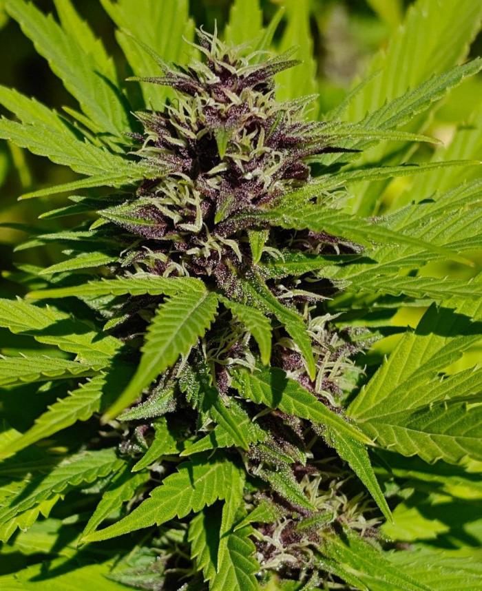 Zamnesia - Permanent Marker - outdoor. Week 28