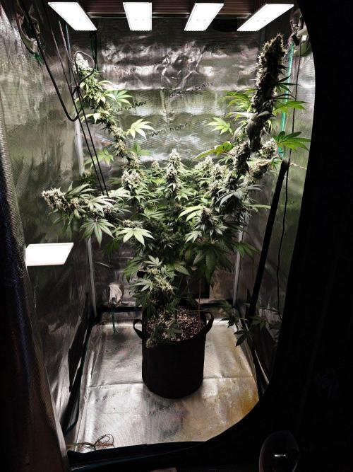 Laughing Buddha - Barney's Farm. Week 13
