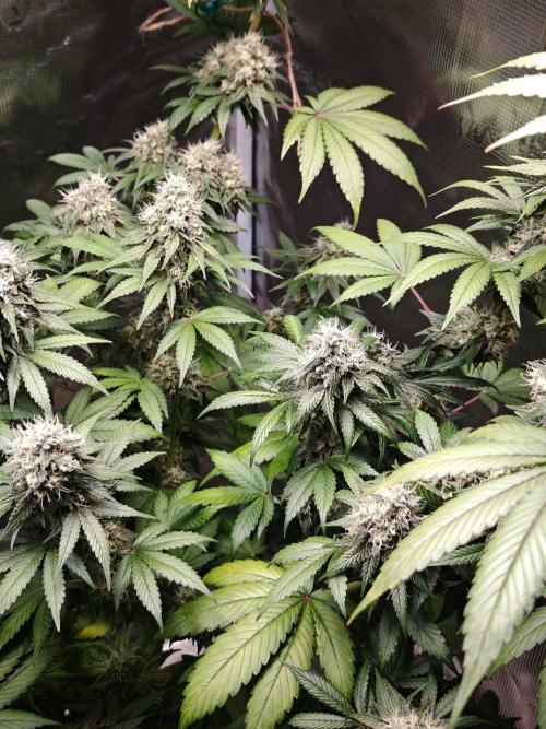 Laughing Buddha - Barney's Farm. Week 13
