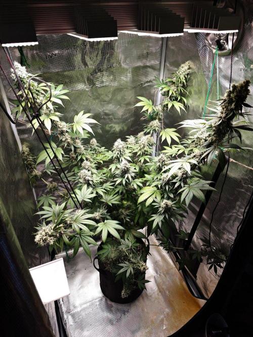 Laughing Buddha - Barney's Farm. Week 13