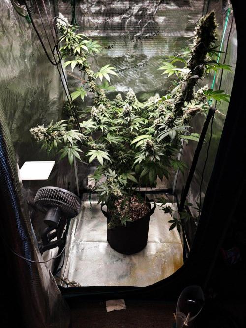 Laughing Buddha - Barney's Farm. Week 13