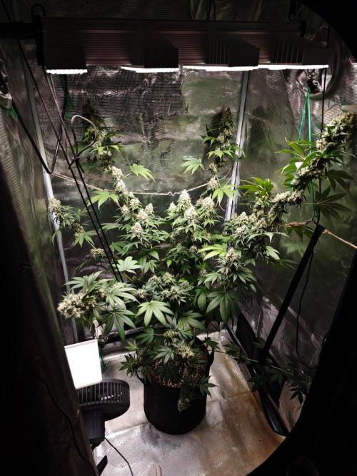 Laughing Buddha - Barney's Farm. Week 13