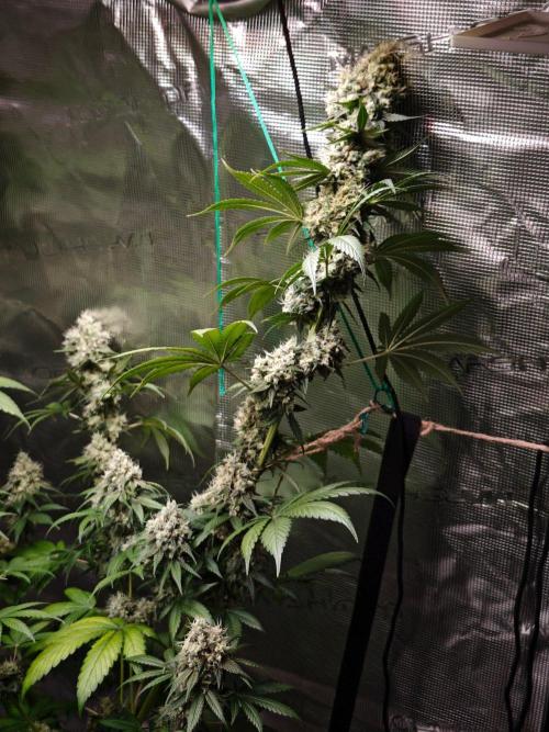Laughing Buddha - Barney's Farm. Week 13