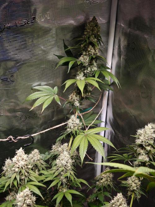 Laughing Buddha - Barney's Farm. Week 13