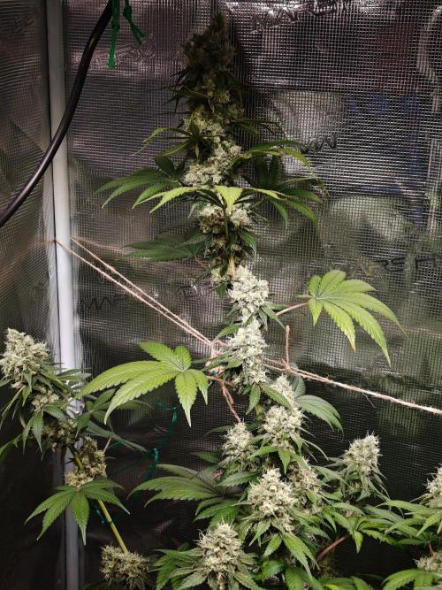 Laughing Buddha - Barney's Farm. Week 13
