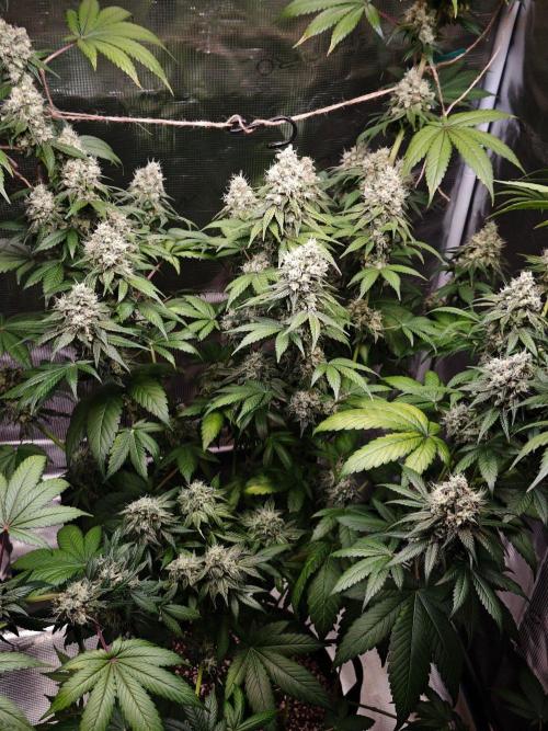 Laughing Buddha - Barney's Farm. Week 13