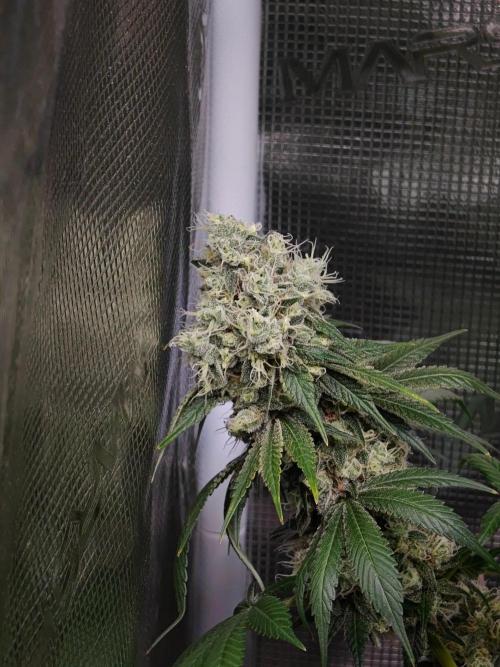 Laughing Buddha - Barney's Farm. Week 13