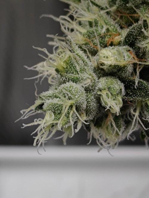 Laughing Buddha - Barney's Farm. Week 13