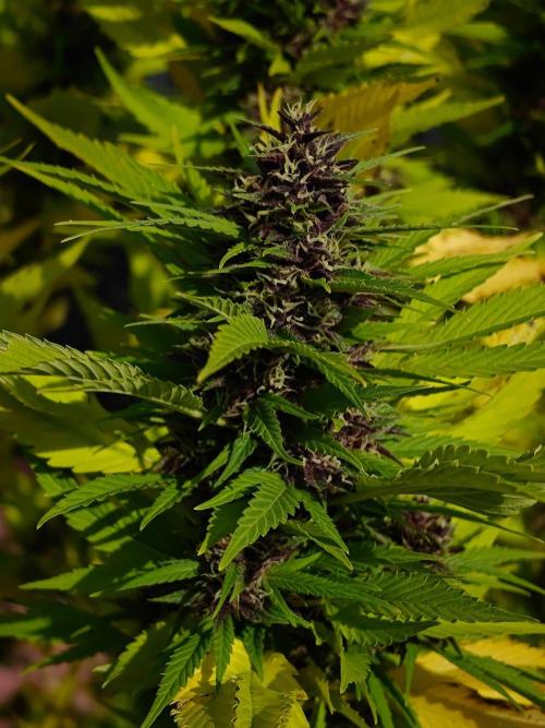 Zamnesia - Permanent Marker - outdoor. Week 29