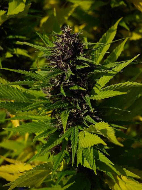 Zamnesia - Permanent Marker - outdoor. Week 29