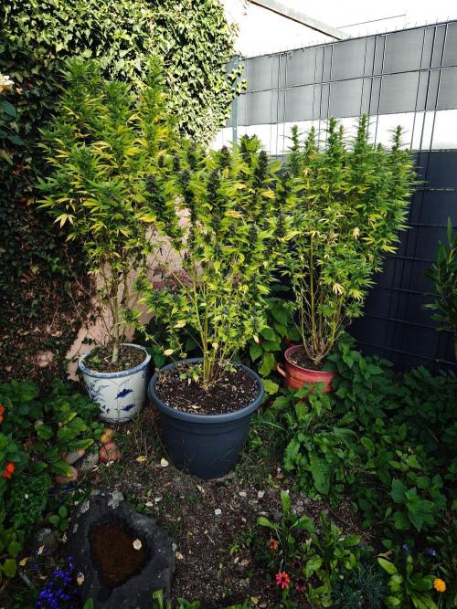 Zamnesia - Permanent Marker - outdoor. Week 29
