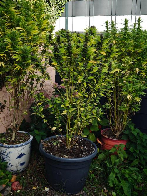 Zamnesia - Permanent Marker - outdoor. Week 29