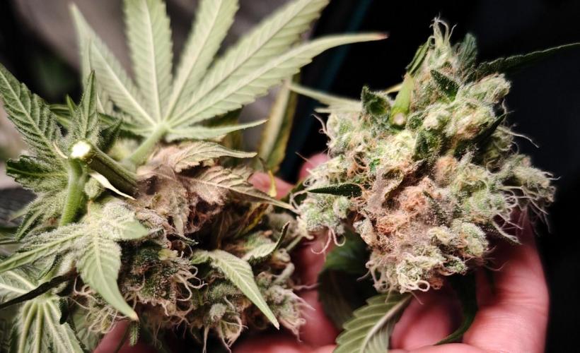 Laughing Buddha - Barney's Farm. Week 14