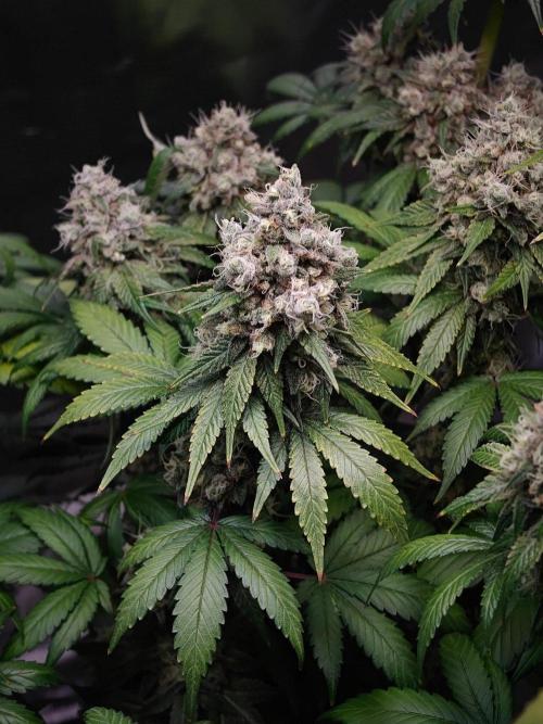 Laughing Buddha - Barney's Farm. Week 14