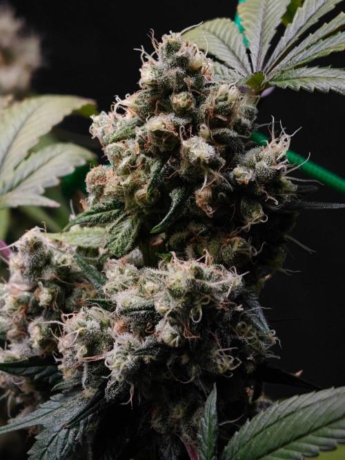 Laughing Buddha - Barney's Farm. Week 14
