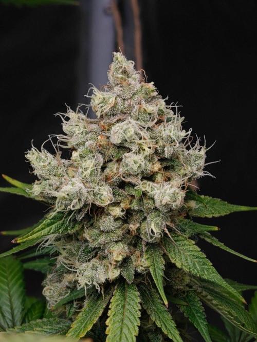 Laughing Buddha - Barney's Farm. Week 14