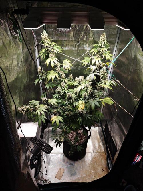 Laughing Buddha - Barney's Farm. Week 14