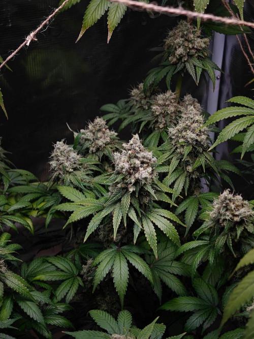 Laughing Buddha - Barney's Farm. Week 14