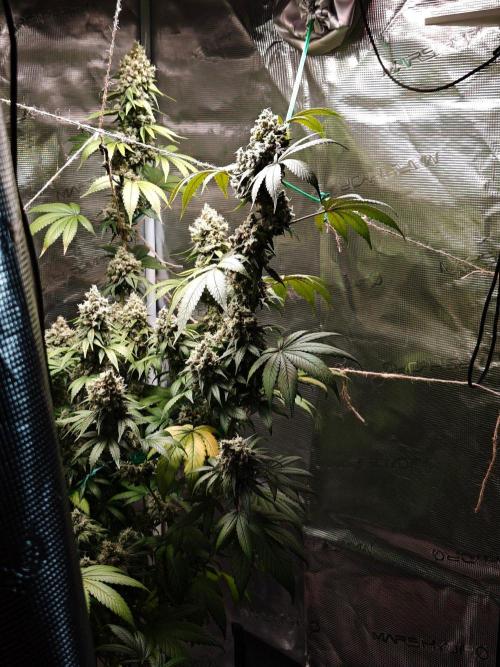 Laughing Buddha - Barney's Farm. Week 14