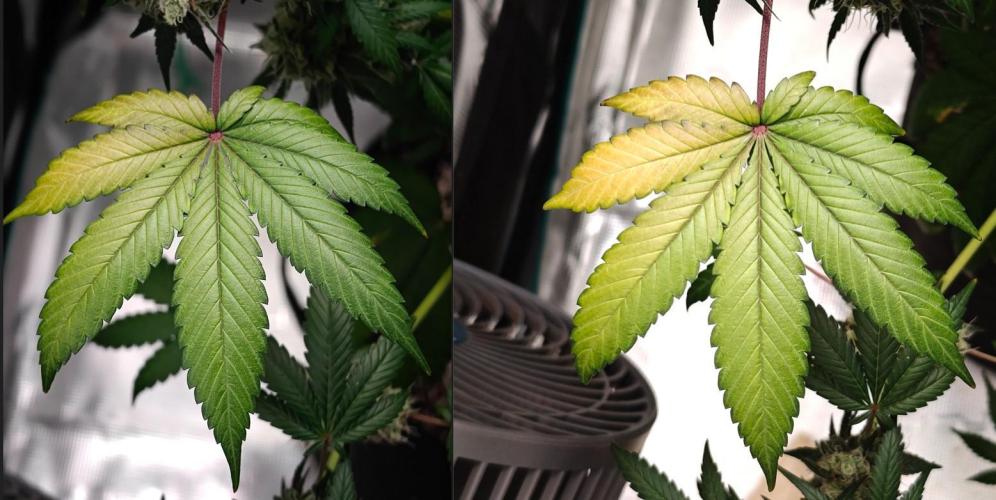 Laughing Buddha - Barney's Farm. Week 14