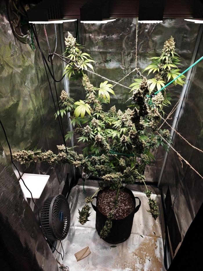 Laughing Buddha - Barney's Farm. Week 15