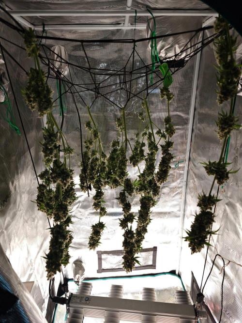 Laughing Buddha. Week 16