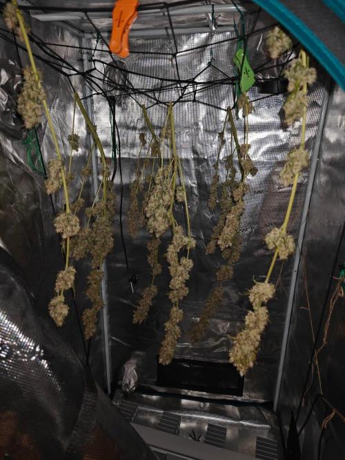 Laughing Buddha. Week 16