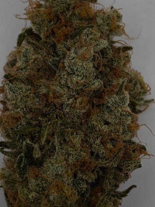 Laughing Buddha. Week 16