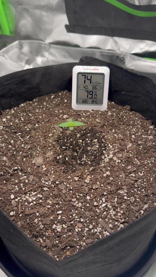 First Grow (GSC Auto)